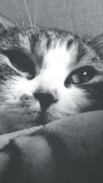 Close-up portrait of cat