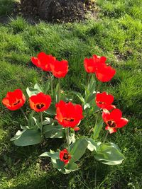 Close-up of heart shaped flowers