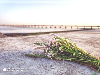 Close-up of flowering plant on beach