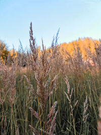 Close-up of wheat growing on field against sky