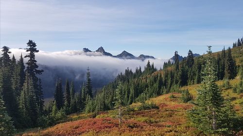 Panoramic view of pine trees in forest against sky - autumn in mount rainier national park