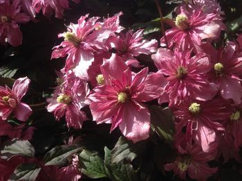 Close-up of pink flowers