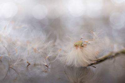 Close-up of dandelion