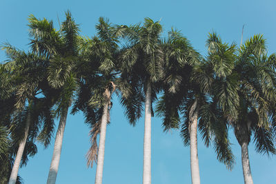 Low angle view of trees against blue sky