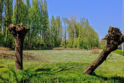 Trees on field against clear sky