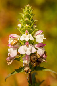 Close-up of pink flowering plant