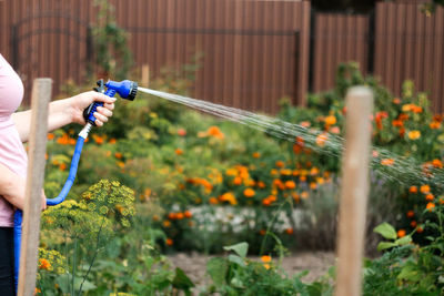 Watering the vegetable garden. woman is watering sown vegetable seeds in the field. watering plants 