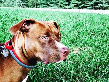 Close-up of dog on field