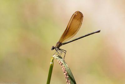 Close-up of dragonfly