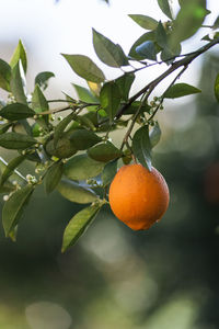 Orange fruits on tree