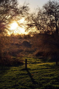 Scenic view of field during sunset