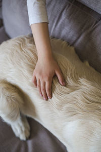 Cropped hand touching dog at home