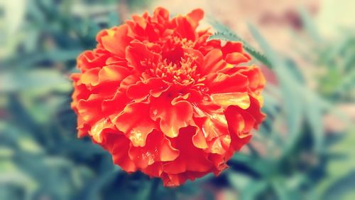 Close-up of flower blooming outdoors