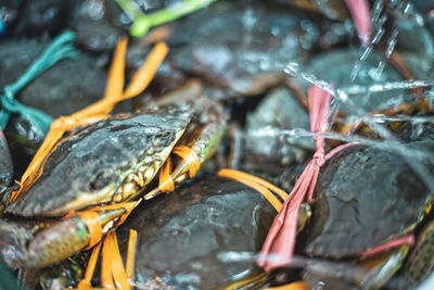 Close-up of crab in sea