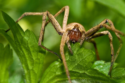 Close-up of spider on plant