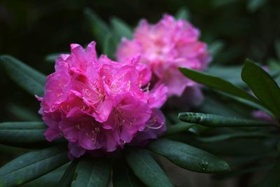 Close-up of water drops on pink flower