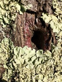 Full frame shot of tree trunk