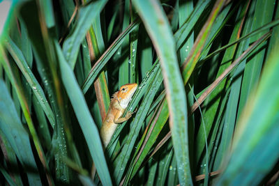 Close-up of frog on plants