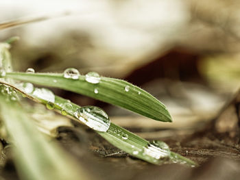 Close-up of raindrops on plant