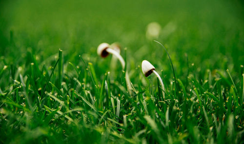 Wild mushrooms and grass growing on field