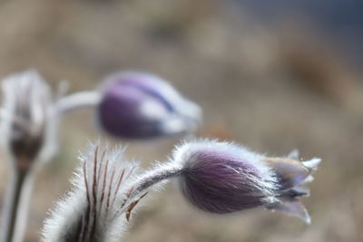 Close-up of purple flowering plant