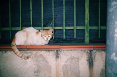 Portrait of cat sitting outdoors