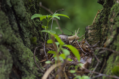 Close-up of a squirrel on tree trunk