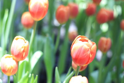 Close-up of red tulips