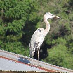 High angle view of gray heron perching on a tree