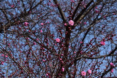 Low angle view of tree