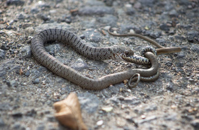 Battle for life - a snake devours a snake.