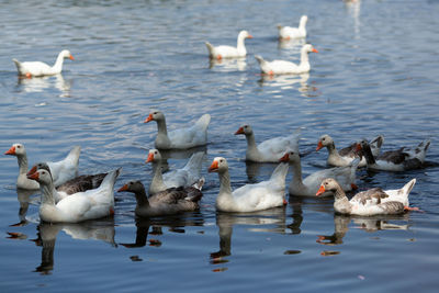 Ducks in the water in semi shade in a swamp