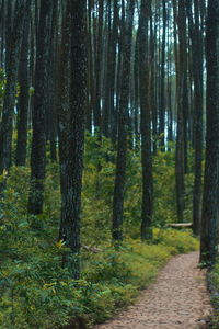 Trees growing in forest