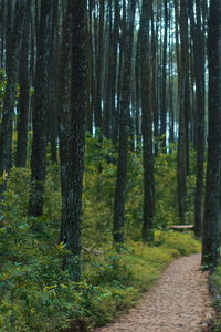 Trees growing in forest