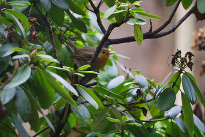 Bird perching on a tree