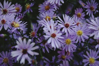 High angle view of purple daisies blooming outdoors