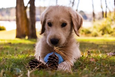 Close-up portrait of puppy