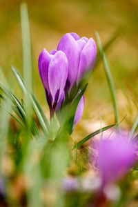 Close-up of purple crocus flowers on field