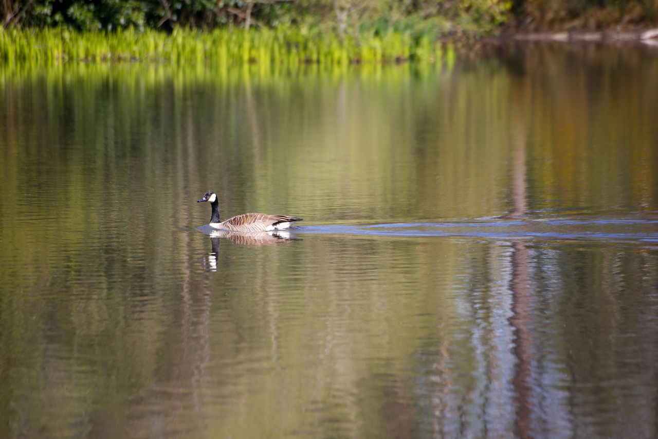 DUCKS SWIMMING ON LAKE