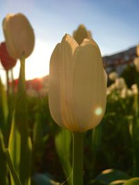 Close-up of flowering plants on field against sky