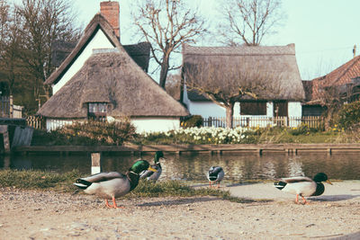 Group of birds in lake