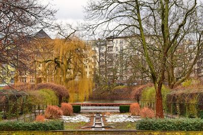 Trees in park during autumn