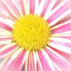 Full frame shot of pink flower