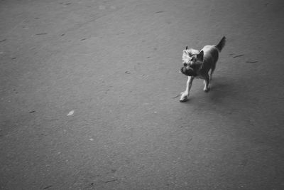 High angle view of dog walking on road