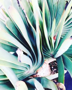 High angle view of succulent plant