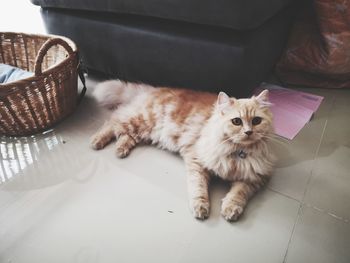 High angle view of cat resting on floor