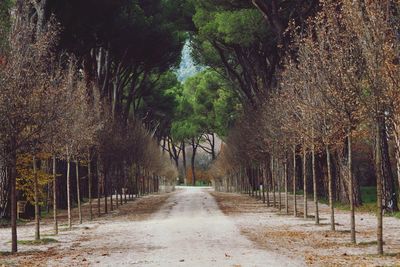 Road amidst trees in forest