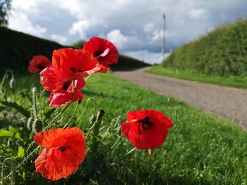 Close-up of red poppy flower on field