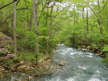 Stream flowing amidst trees in forest