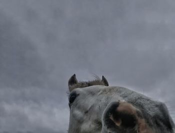 Close-up of horse against sky